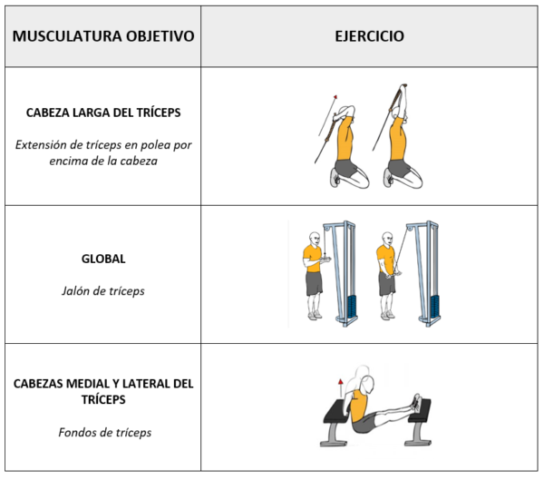 DESARROLLO MÁXIMO DE LOS BRAZOS TRÍCEPS Trainologym